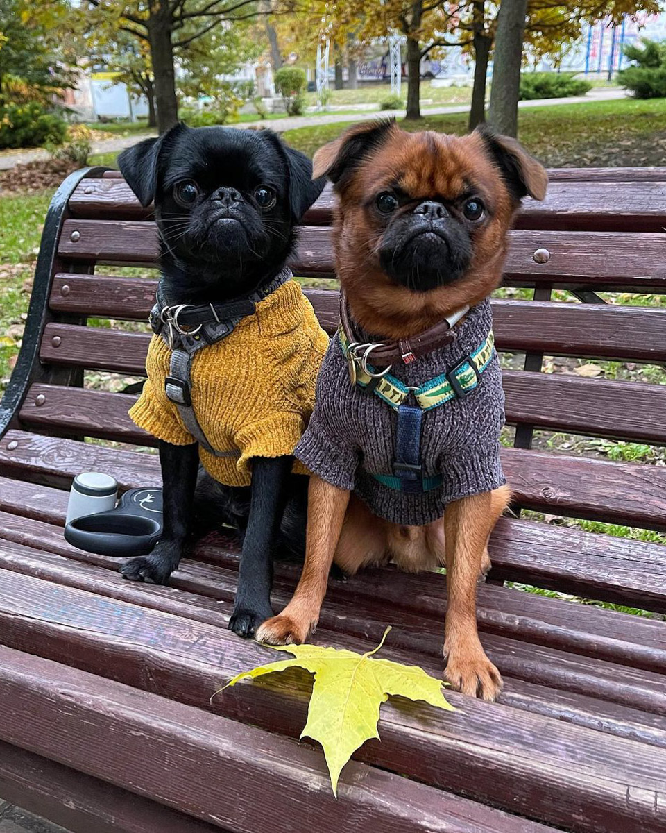 Хозяевам тявкающих блогеров ради сокровенных секунд успешного Reels иногда приходится потрудиться – об этом рассказывают жительницы Владимира, питомцы которых покоряют Instagram и даже становятся амбассадорами пет-брендов.