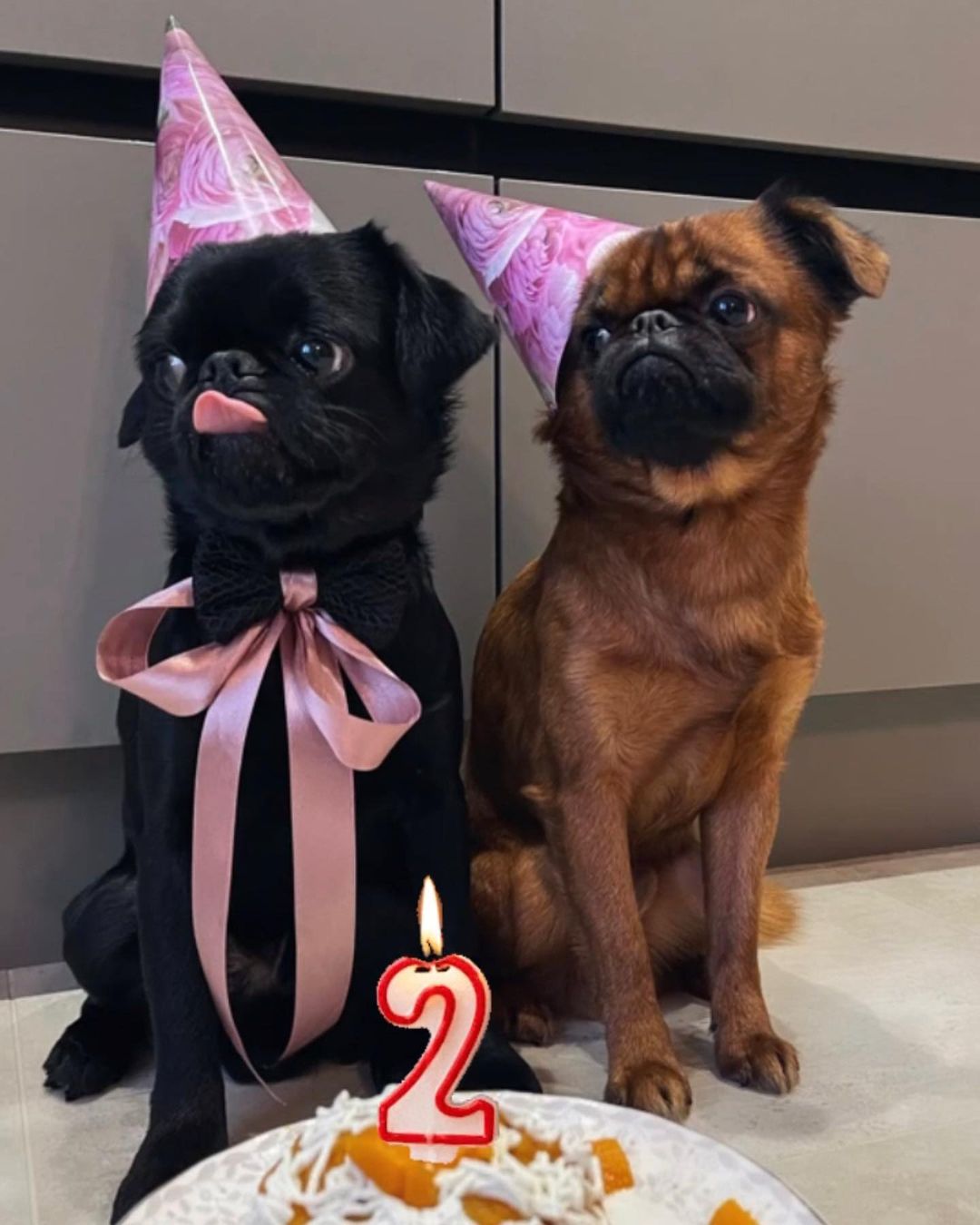 Хозяевам тявкающих блогеров ради сокровенных секунд успешного Reels иногда приходится потрудиться – об этом рассказывают жительницы Владимира, питомцы которых покоряют Instagram и даже становятся амбассадорами пет-брендов.