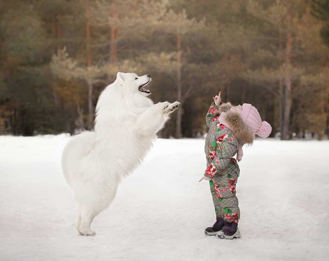 Хозяевам тявкающих блогеров ради сокровенных секунд успешного Reels иногда приходится потрудиться – об этом рассказывают жительницы Владимира, питомцы которых покоряют Instagram и даже становятся амбассадорами пет-брендов.