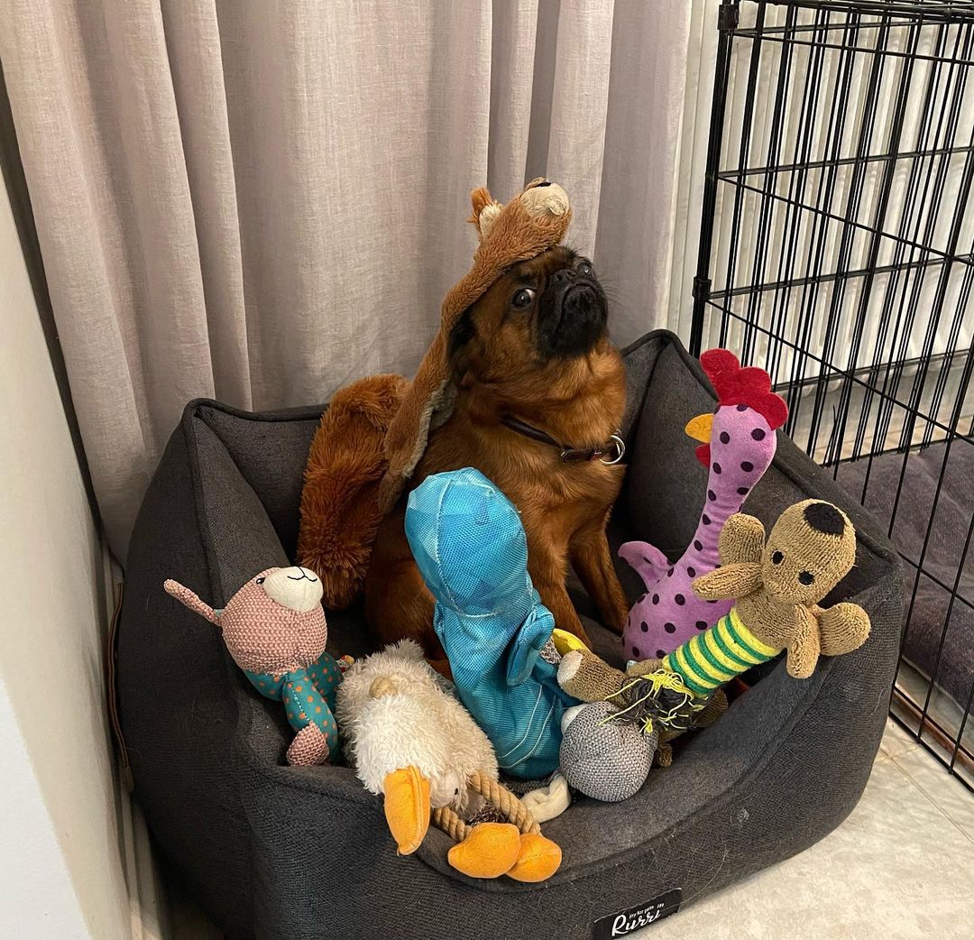 Хозяевам тявкающих блогеров ради сокровенных секунд успешного Reels иногда приходится потрудиться – об этом рассказывают жительницы Владимира, питомцы которых покоряют Instagram и даже становятся амбассадорами пет-брендов.