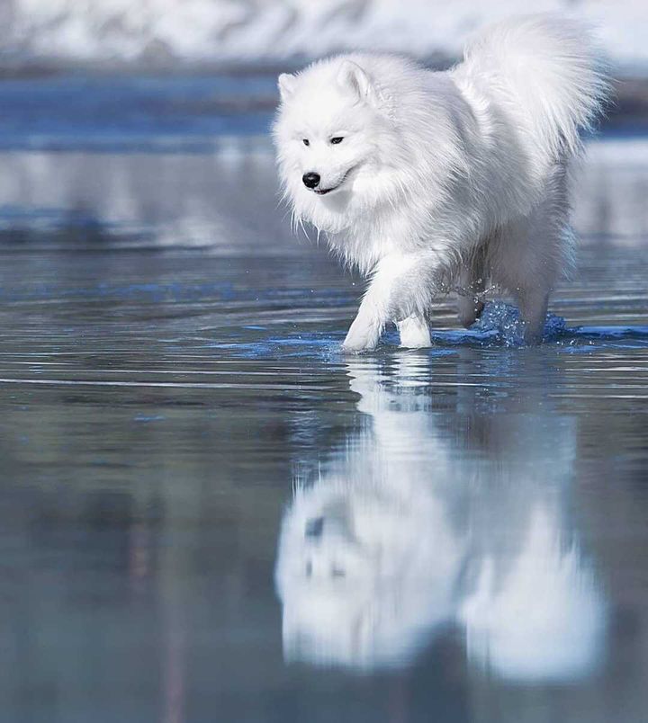 Хозяевам тявкающих блогеров ради сокровенных секунд успешного Reels иногда приходится потрудиться – об этом рассказывают жительницы Владимира, питомцы которых покоряют Instagram и даже становятся амбассадорами пет-брендов.