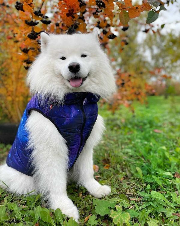 Хозяевам тявкающих блогеров ради сокровенных секунд успешного Reels иногда приходится потрудиться – об этом рассказывают жительницы Владимира, питомцы которых покоряют Instagram и даже становятся амбассадорами пет-брендов.