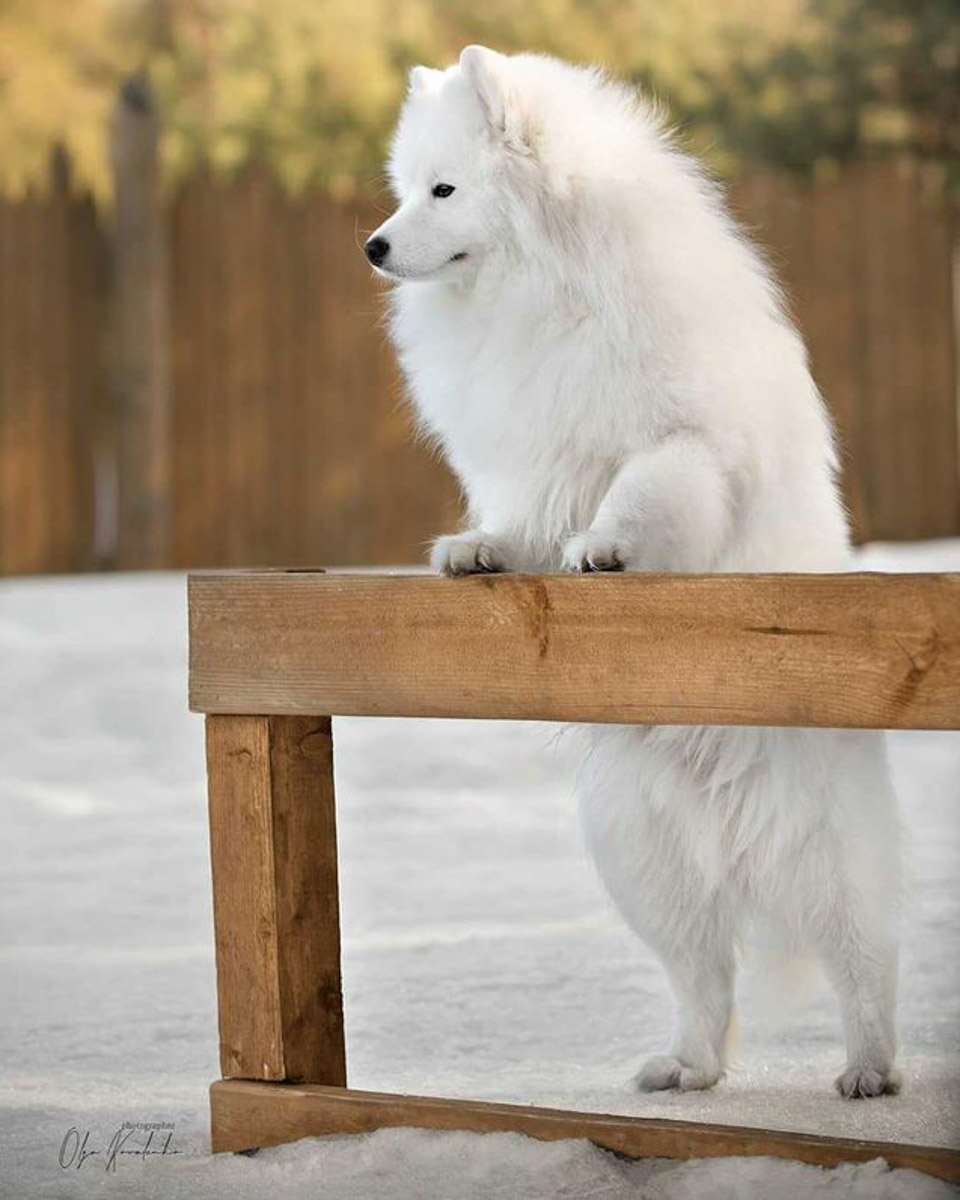 Хозяевам тявкающих блогеров ради сокровенных секунд успешного Reels иногда приходится потрудиться – об этом рассказывают жительницы Владимира, питомцы которых покоряют Instagram и даже становятся амбассадорами пет-брендов.