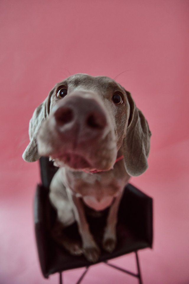 Хозяевам тявкающих блогеров ради сокровенных секунд успешного Reels иногда приходится потрудиться – об этом рассказывают жительницы Владимира, питомцы которых покоряют Instagram и даже становятся амбассадорами пет-брендов.