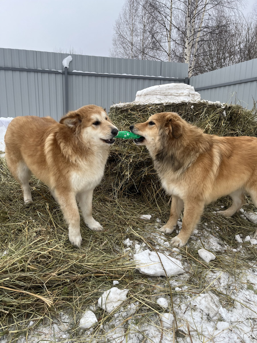 Вы нашли на улице маленького котенка, но не имеете возможность пригреть пушистого в своей квартире - как поступить, куда обратиться? Или, наоборот, готовы помочь зверушкам любой масти, но по вопросам благотворительности совсем новичок - с кем связаться, чтобы предложить свою кандидатуру?
