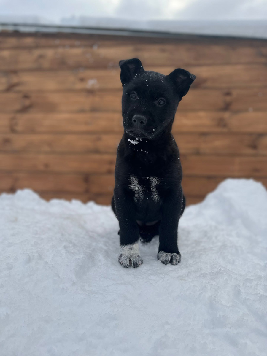 Вы нашли на улице маленького котенка, но не имеете возможность пригреть пушистого в своей квартире - как поступить, куда обратиться? Или, наоборот, готовы помочь зверушкам любой масти, но по вопросам благотворительности совсем новичок - с кем связаться, чтобы предложить свою кандидатуру?