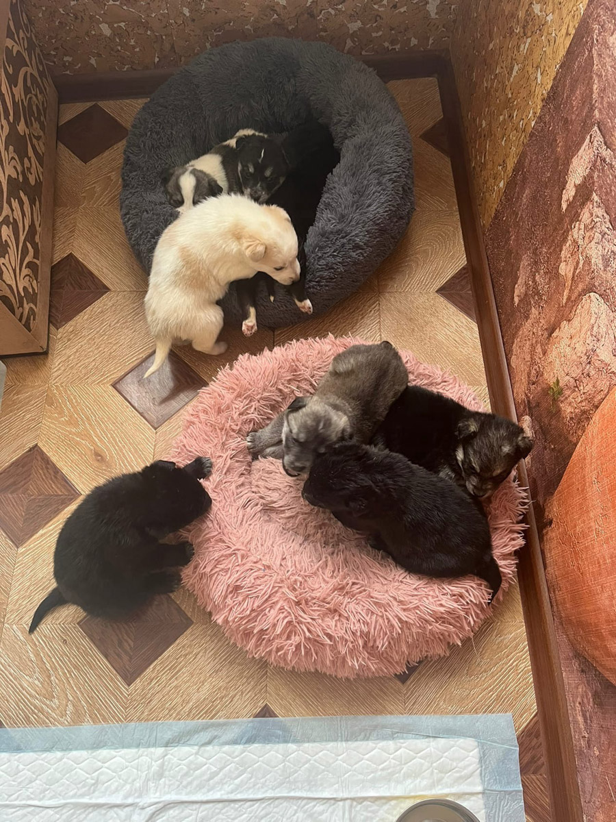 Вы нашли на улице маленького котенка, но не имеете возможность пригреть пушистого в своей квартире - как поступить, куда обратиться? Или, наоборот, готовы помочь зверушкам любой масти, но по вопросам благотворительности совсем новичок - с кем связаться, чтобы предложить свою кандидатуру?