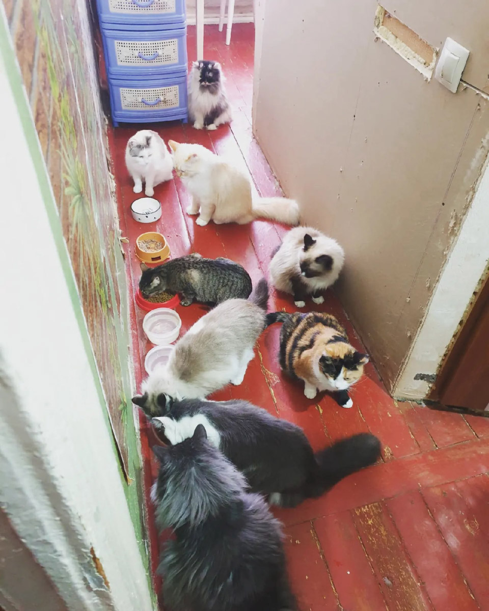 Вы нашли на улице маленького котенка, но не имеете возможность пригреть пушистого в своей квартире - как поступить, куда обратиться? Или, наоборот, готовы помочь зверушкам любой масти, но по вопросам благотворительности совсем новичок - с кем связаться, чтобы предложить свою кандидатуру?