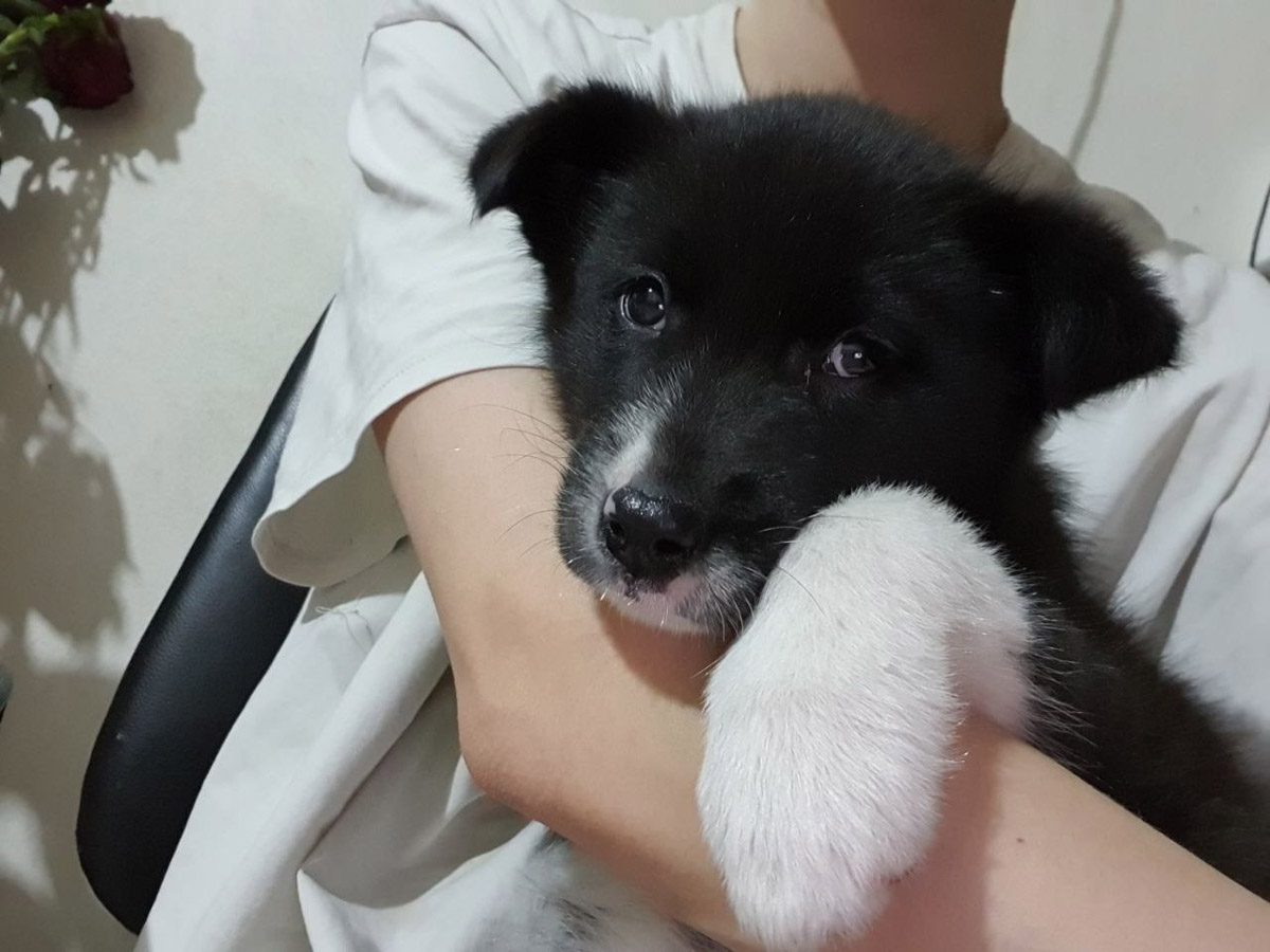 Вы нашли на улице маленького котенка, но не имеете возможность пригреть пушистого в своей квартире - как поступить, куда обратиться? Или, наоборот, готовы помочь зверушкам любой масти, но по вопросам благотворительности совсем новичок - с кем связаться, чтобы предложить свою кандидатуру?