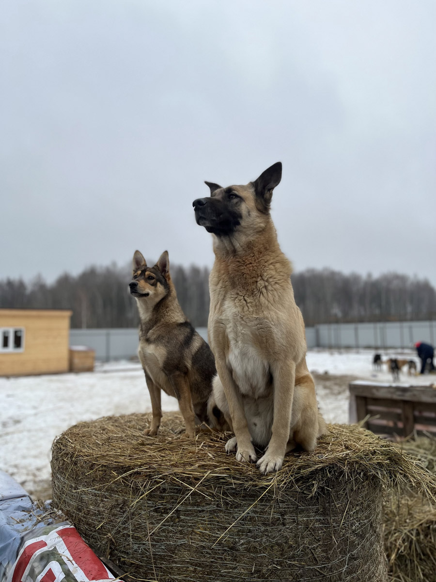 Вы нашли на улице маленького котенка, но не имеете возможность пригреть пушистого в своей квартире - как поступить, куда обратиться? Или, наоборот, готовы помочь зверушкам любой масти, но по вопросам благотворительности совсем новичок - с кем связаться, чтобы предложить свою кандидатуру?