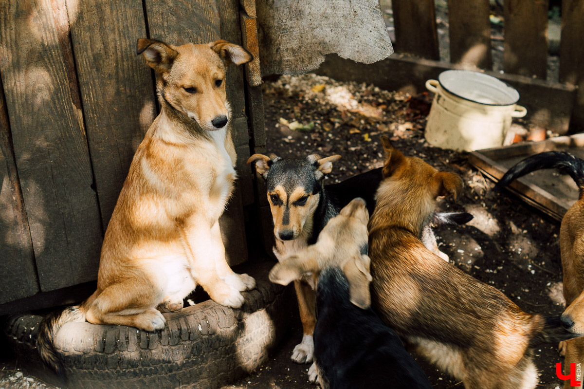 Хотели в этом году, но не случилось. Долгожданное строительство первого государственного приюта для братьев наших меньших начнется не раньше следующего года. Зато уже понятно, в каком районе его возведут.