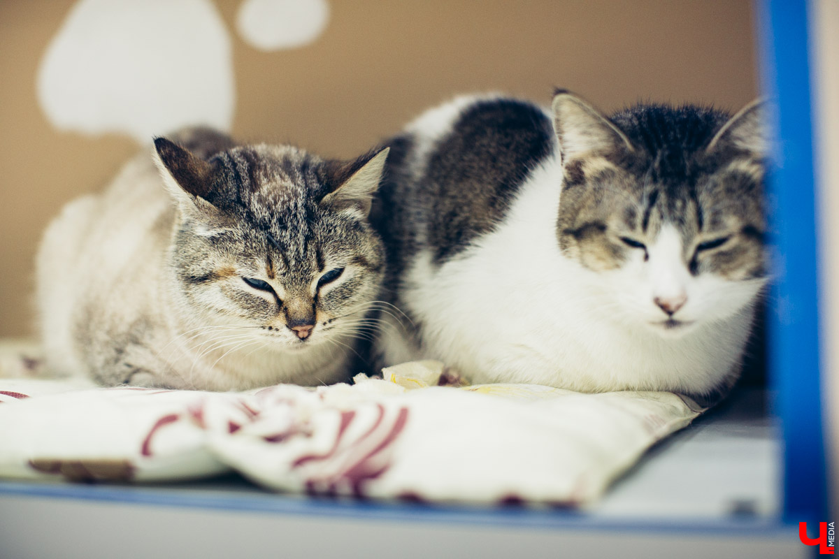 Хотели в этом году, но не случилось. Долгожданное строительство первого государственного приюта для братьев наших меньших начнется не раньше следующего года. Зато уже понятно, в каком районе его возведут.