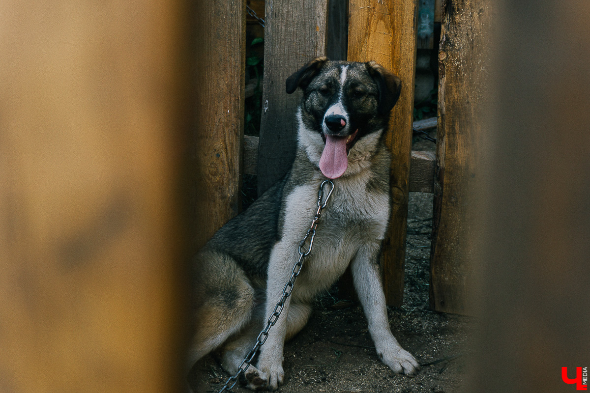 Хотели в этом году, но не случилось. Долгожданное строительство первого государственного приюта для братьев наших меньших начнется не раньше следующего года. Зато уже понятно, в каком районе его возведут.