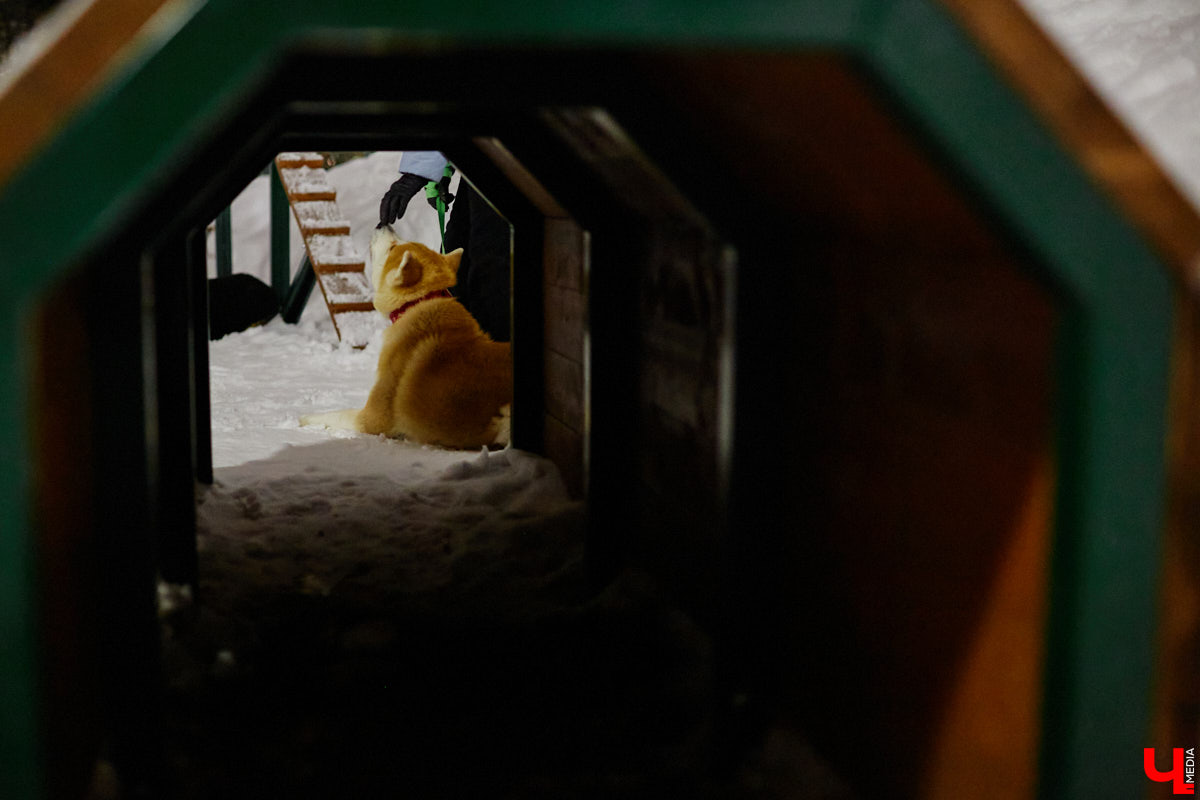 По вечерам на территории дог-парка «Добросельского» встречаются более 10 ушастых-хвостатых и на протяжении нескольких часов под руководством опытных кинологов выполняют упражнения. Как и когда попасть на занятия? Зачем нужна собачья школа? Обо всем в материале!