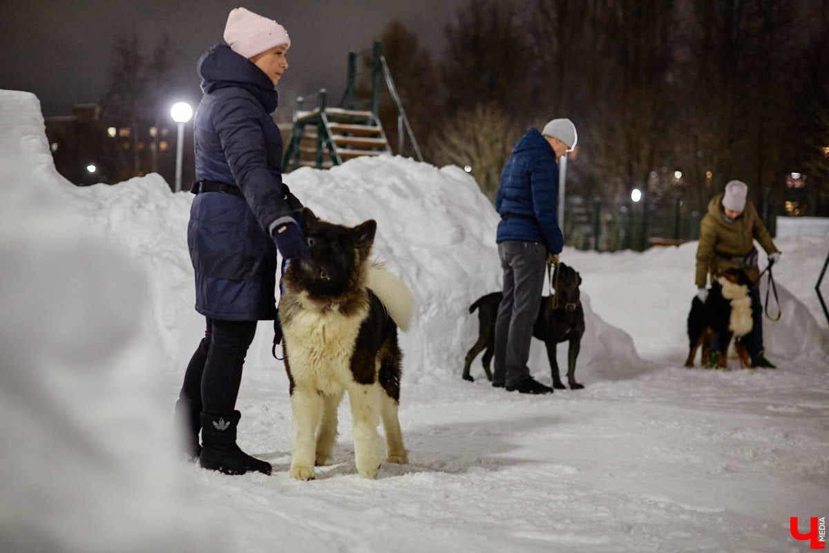 По вечерам на территории дог-парка «Добросельского» встречаются более 10 ушастых-хвостатых и на протяжении нескольких часов под руководством опытных кинологов выполняют упражнения. Как и когда попасть на занятия? Зачем нужна собачья школа? Обо всем в материале!