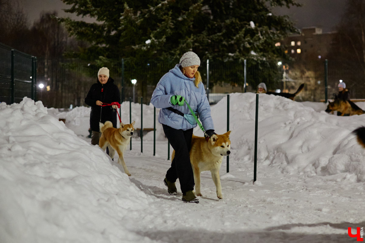 По вечерам на территории дог-парка «Добросельского» встречаются более 10 ушастых-хвостатых и на протяжении нескольких часов под руководством опытных кинологов выполняют упражнения. Как и когда попасть на занятия? Зачем нужна собачья школа? Обо всем в материале!
