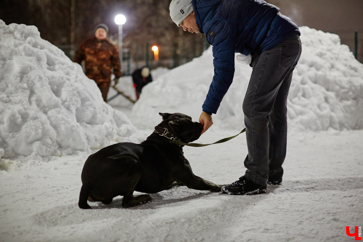 По вечерам на территории дог-парка «Добросельского» встречаются более 10 ушастых-хвостатых и на протяжении нескольких часов под руководством опытных кинологов выполняют упражнения. Как и когда попасть на занятия? Зачем нужна собачья школа? Обо всем в материале!