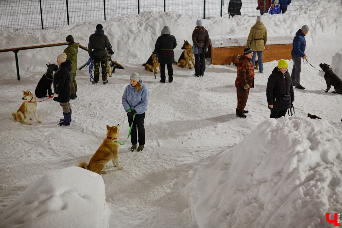 По вечерам на территории дог-парка «Добросельского» встречаются более 10 ушастых-хвостатых и на протяжении нескольких часов под руководством опытных кинологов выполняют упражнения. Как и когда попасть на занятия? Зачем нужна собачья школа? Обо всем в материале!