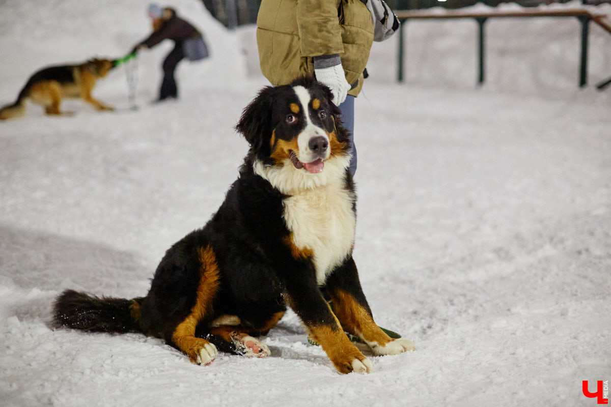 По вечерам на территории дог-парка «Добросельского» встречаются более 10 ушастых-хвостатых и на протяжении нескольких часов под руководством опытных кинологов выполняют упражнения. Как и когда попасть на занятия? Зачем нужна собачья школа? Обо всем в материале!