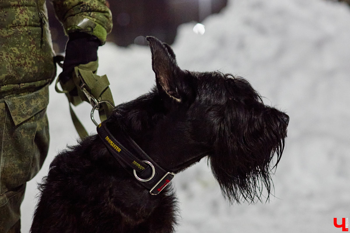 По вечерам на территории дог-парка «Добросельского» встречаются более 10 ушастых-хвостатых и на протяжении нескольких часов под руководством опытных кинологов выполняют упражнения. Как и когда попасть на занятия? Зачем нужна собачья школа? Обо всем в материале!