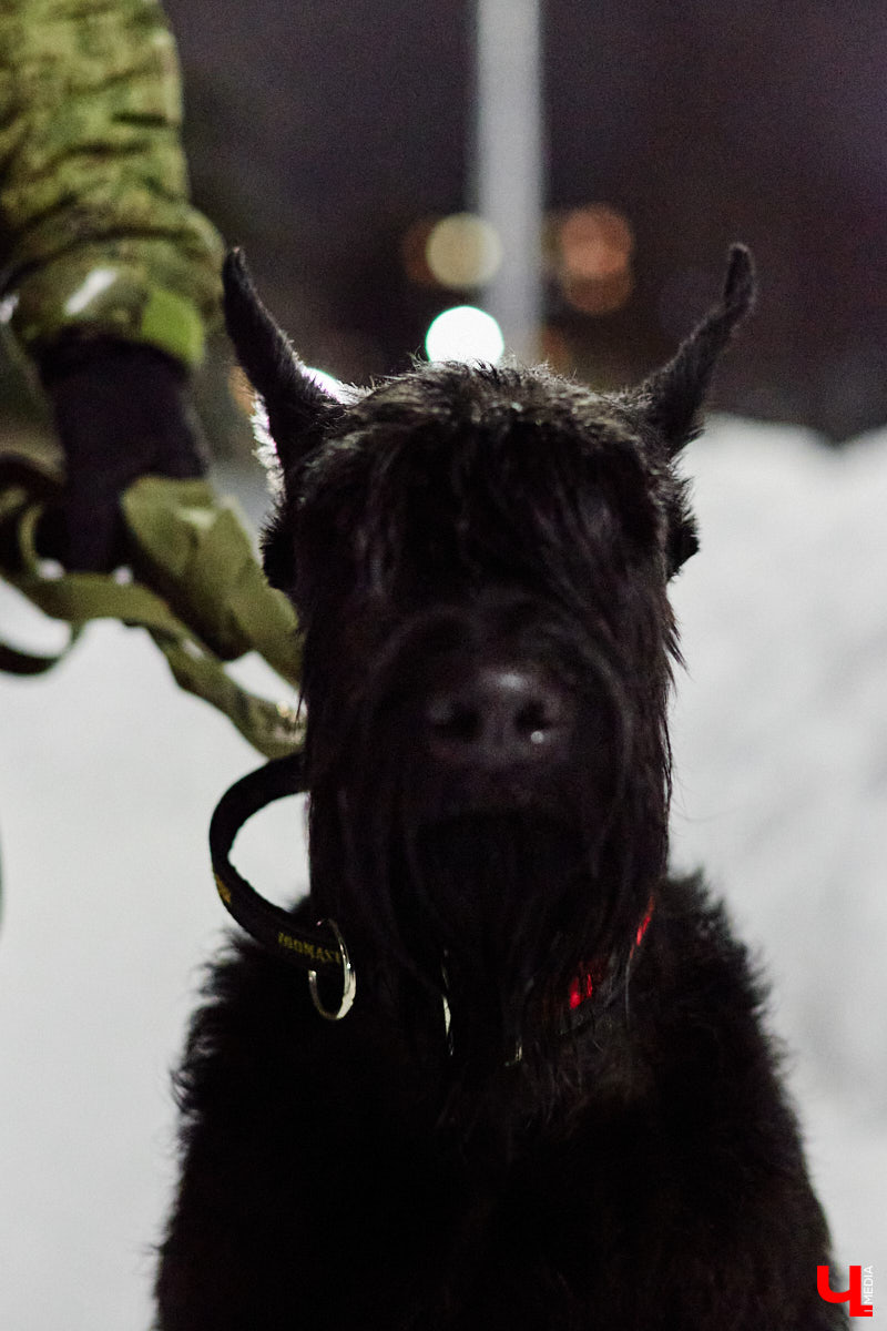 По вечерам на территории дог-парка «Добросельского» встречаются более 10 ушастых-хвостатых и на протяжении нескольких часов под руководством опытных кинологов выполняют упражнения. Как и когда попасть на занятия? Зачем нужна собачья школа? Обо всем в материале!