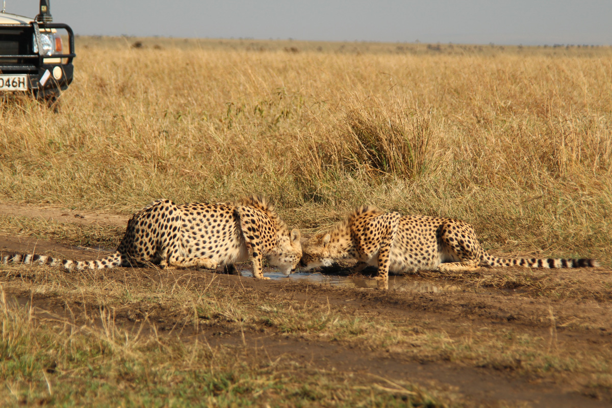 Татьяна Гордеева - журналист из Владимира. Вместе со своим мужем и сыном она путешествует по всему миру. Причем организованный тур семья не покупает. Маршрут и билеты выбирают самостоятельно. И делятся своим опытом на youtube-канале.