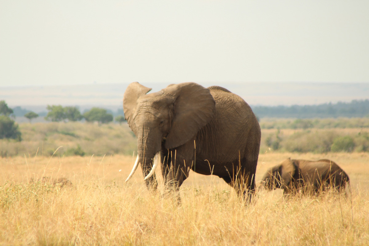 Татьяна Гордеева - журналист из Владимира. Вместе со своим мужем и сыном она путешествует по всему миру. Причем организованный тур семья не покупает. Маршрут и билеты выбирают самостоятельно. И делятся своим опытом на youtube-канале.