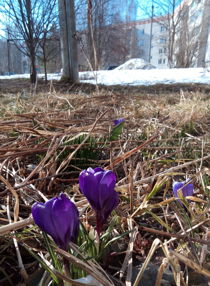 Аномально теплая погода в марте подарила жителям области возможность полюбоваться первыми цветами раньше срока. Жаль, что скоро яркие крокусы спрячутся под снегом…