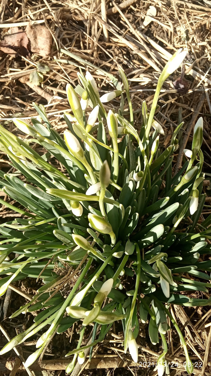 Аномально теплая погода в марте подарила жителям области возможность полюбоваться первыми цветами раньше срока. Жаль, что скоро яркие крокусы спрячутся под снегом…