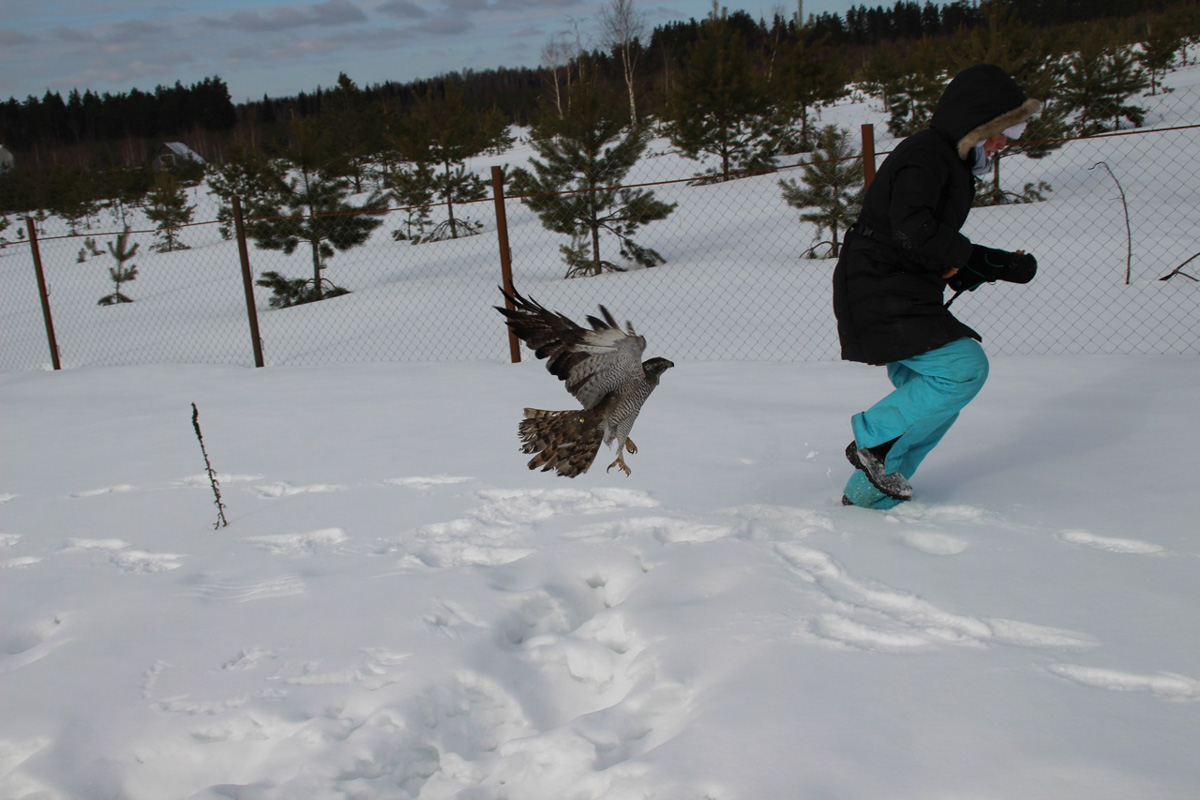 Крылатые пташки Владимирской области под надежной защитой. Вот уже год под Киржачом работает Центр помощи диким птицам «Воронье гнездо». Открыла его волонтер, а ныне директор благотворительного фонда Вера Пахомова. Она же рассказала нам, с чего все началось, какие пернатые попадают в центр и какую помощь им можем оказать даже мы с вами.