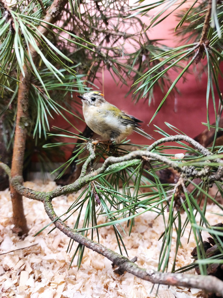 Крылатые пташки Владимирской области под надежной защитой. Вот уже год под Киржачом работает Центр помощи диким птицам «Воронье гнездо». Открыла его волонтер, а ныне директор благотворительного фонда Вера Пахомова. Она же рассказала нам, с чего все началось, какие пернатые попадают в центр и какую помощь им можем оказать даже мы с вами.