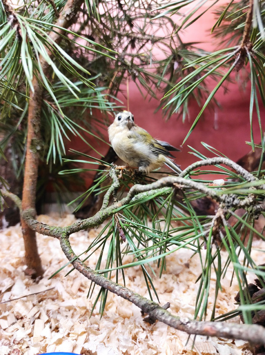 Крылатые пташки Владимирской области под надежной защитой. Вот уже год под Киржачом работает Центр помощи диким птицам «Воронье гнездо». Открыла его волонтер, а ныне директор благотворительного фонда Вера Пахомова. Она же рассказала нам, с чего все началось, какие пернатые попадают в центр и какую помощь им можем оказать даже мы с вами.