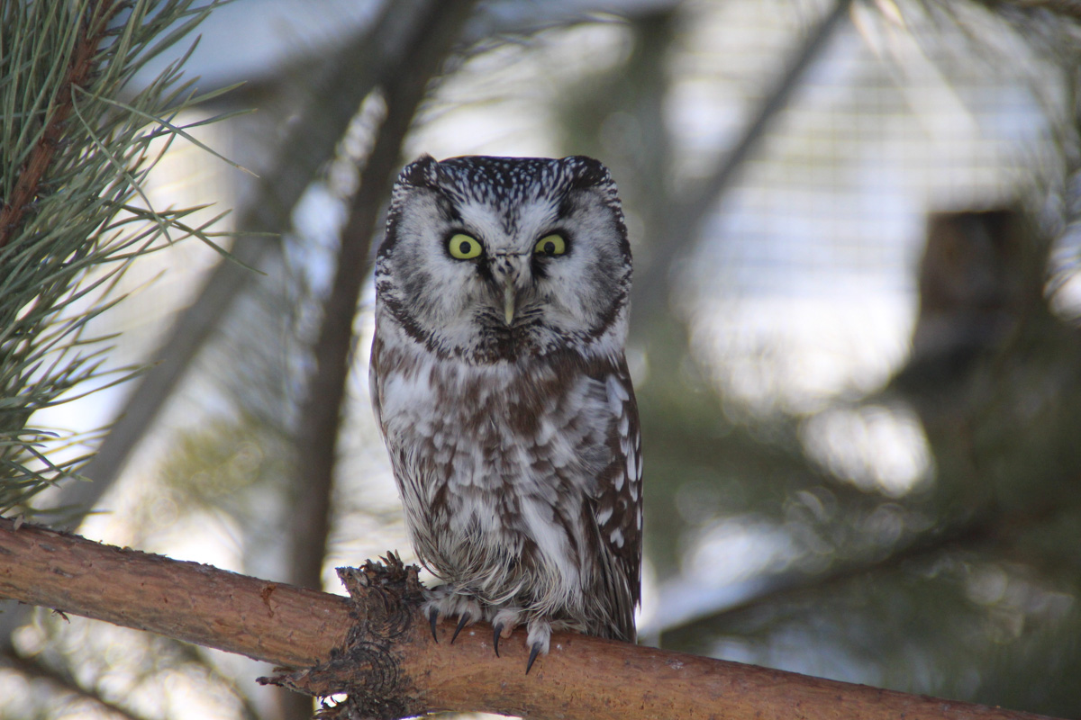Крылатые пташки Владимирской области под надежной защитой. Вот уже год под Киржачом работает Центр помощи диким птицам «Воронье гнездо». Открыла его волонтер, а ныне директор благотворительного фонда Вера Пахомова. Она же рассказала нам, с чего все началось, какие пернатые попадают в центр и какую помощь им можем оказать даже мы с вами.