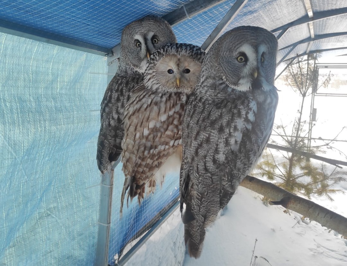 Крылатые пташки Владимирской области под надежной защитой. Вот уже год под Киржачом работает Центр помощи диким птицам «Воронье гнездо». Открыла его волонтер, а ныне директор благотворительного фонда Вера Пахомова. Она же рассказала нам, с чего все началось, какие пернатые попадают в центр и какую помощь им можем оказать даже мы с вами.