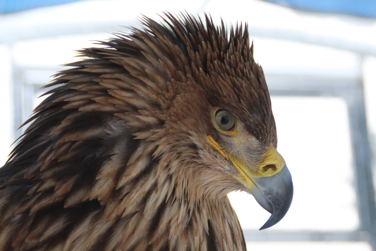 Крылатые пташки Владимирской области под надежной защитой. Вот уже год под Киржачом работает Центр помощи диким птицам «Воронье гнездо». Открыла его волонтер, а ныне директор благотворительного фонда Вера Пахомова. Она же рассказала нам, с чего все началось, какие пернатые попадают в центр и какую помощь им можем оказать даже мы с вами.