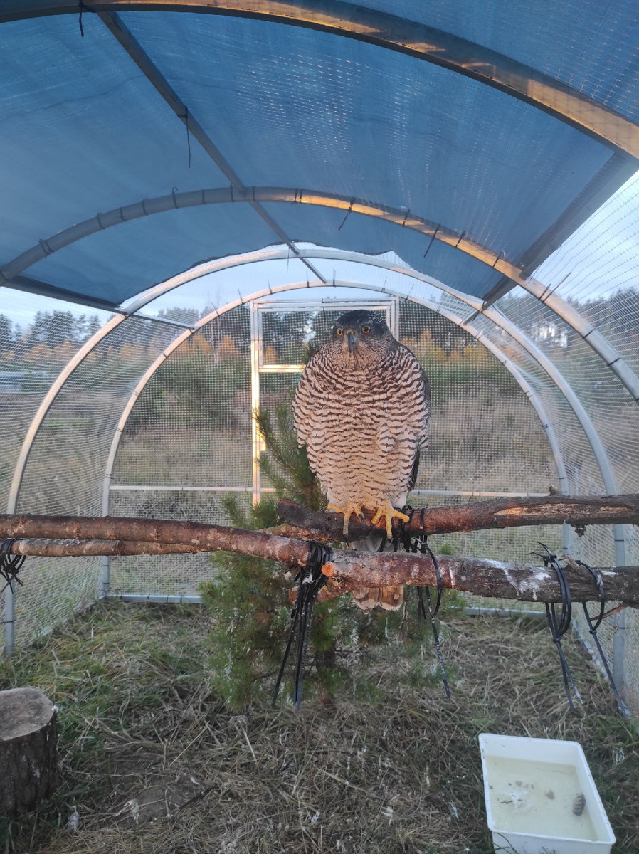 Крылатые пташки Владимирской области под надежной защитой. Вот уже год под Киржачом работает Центр помощи диким птицам «Воронье гнездо». Открыла его волонтер, а ныне директор благотворительного фонда Вера Пахомова. Она же рассказала нам, с чего все началось, какие пернатые попадают в центр и какую помощь им можем оказать даже мы с вами.