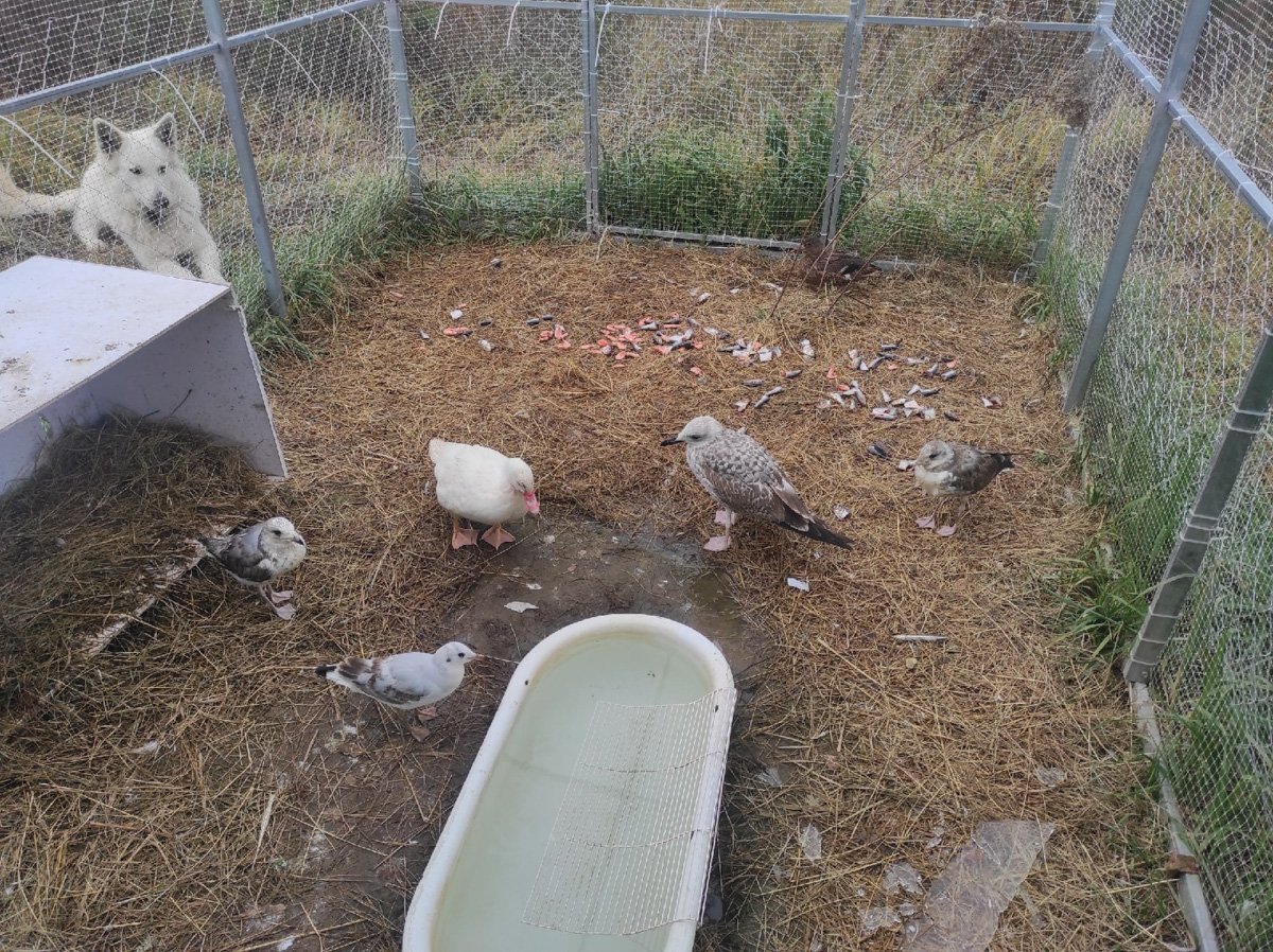 Крылатые пташки Владимирской области под надежной защитой. Вот уже год под Киржачом работает Центр помощи диким птицам «Воронье гнездо». Открыла его волонтер, а ныне директор благотворительного фонда Вера Пахомова. Она же рассказала нам, с чего все началось, какие пернатые попадают в центр и какую помощь им можем оказать даже мы с вами.