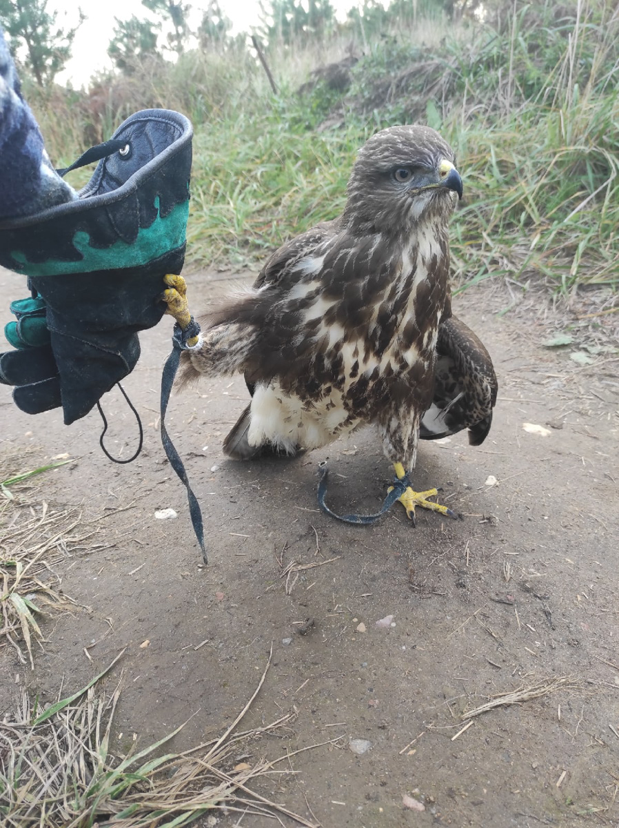 Крылатые пташки Владимирской области под надежной защитой. Вот уже год под Киржачом работает Центр помощи диким птицам «Воронье гнездо». Открыла его волонтер, а ныне директор благотворительного фонда Вера Пахомова. Она же рассказала нам, с чего все началось, какие пернатые попадают в центр и какую помощь им можем оказать даже мы с вами.