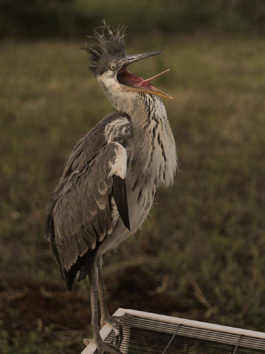 Крылатые пташки Владимирской области под надежной защитой. Вот уже год под Киржачом работает Центр помощи диким птицам «Воронье гнездо». Открыла его волонтер, а ныне директор благотворительного фонда Вера Пахомова. Она же рассказала нам, с чего все началось, какие пернатые попадают в центр и какую помощь им можем оказать даже мы с вами.
