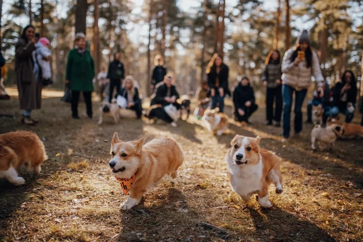 По техническим причинам (у маленьких собачек мерзнет пузико) коргитусы прервались до потепления, и вот организатор Татьяна Ванькина готова анонсировать два новых, необычных для города догфрендли-события. Вне зависимости от породы пушистые друзья вместе с хозяевами приглашаются на отдых в глэмпинге и догсвоп-пати!