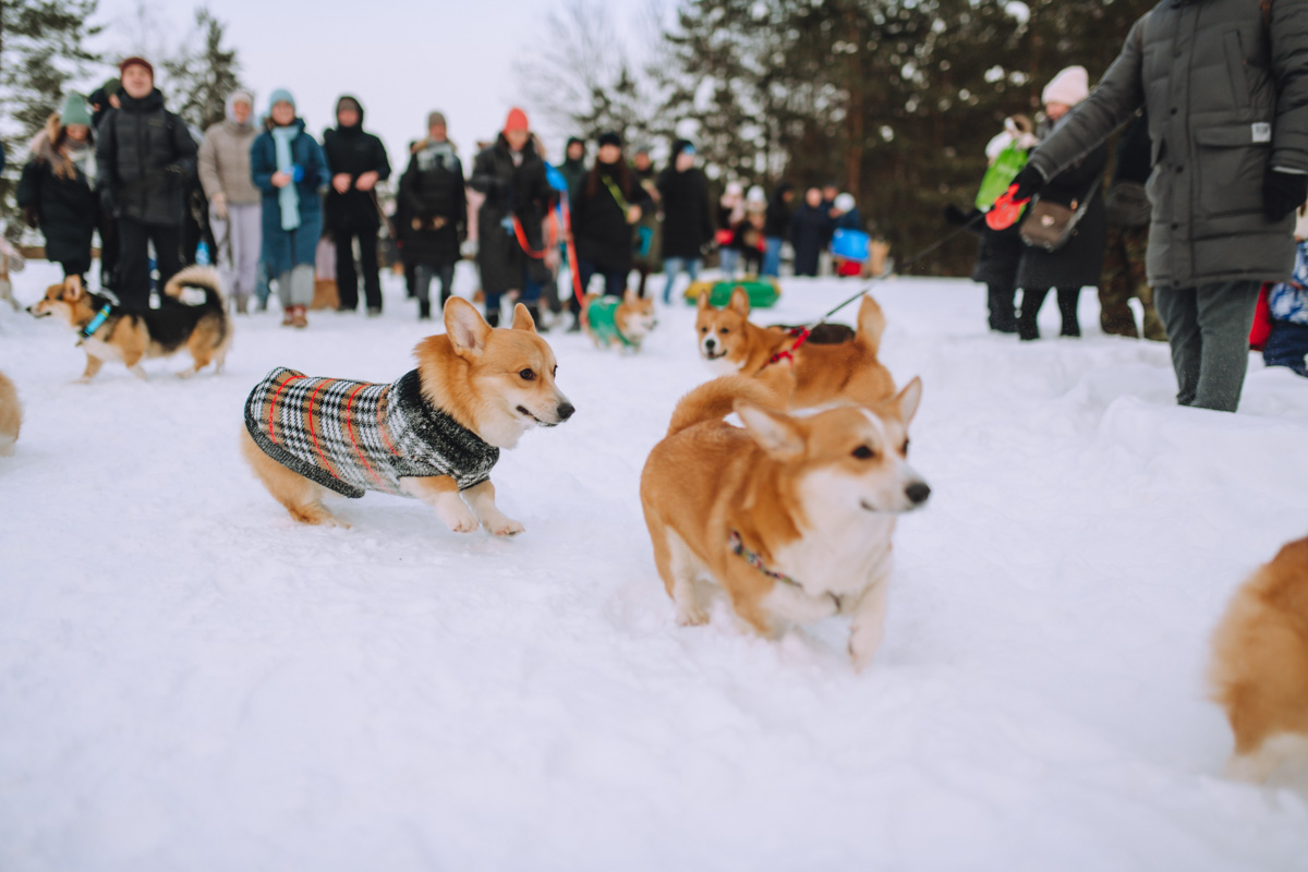 По техническим причинам (у маленьких собачек мерзнет пузико) коргитусы прервались до потепления, и вот организатор Татьяна Ванькина готова анонсировать два новых, необычных для города догфрендли-события. Вне зависимости от породы пушистые друзья вместе с хозяевами приглашаются на отдых в глэмпинге и догсвоп-пати!