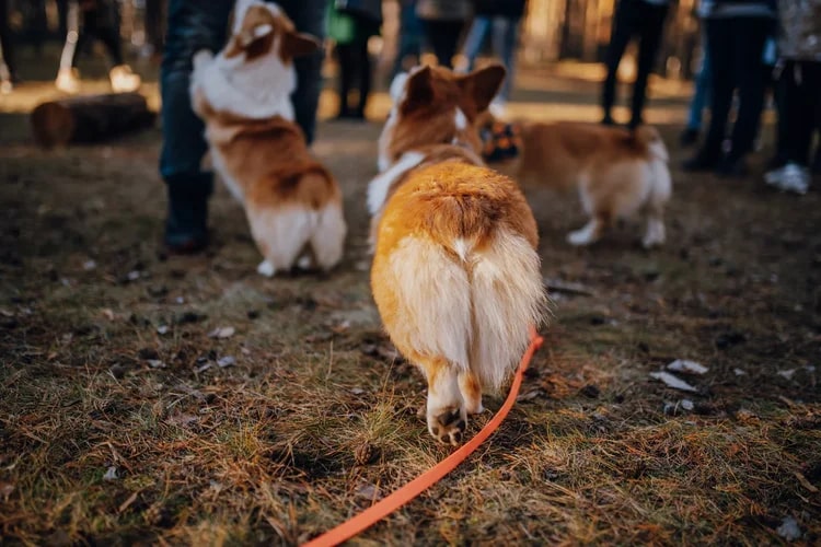 По техническим причинам (у маленьких собачек мерзнет пузико) коргитусы прервались до потепления, и вот организатор Татьяна Ванькина готова анонсировать два новых, необычных для города догфрендли-события. Вне зависимости от породы пушистые друзья вместе с хозяевами приглашаются на отдых в глэмпинге и догсвоп-пати!