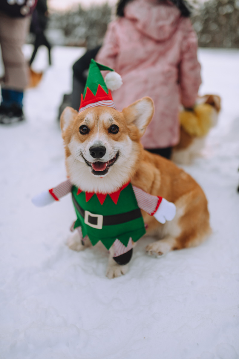 По техническим причинам (у маленьких собачек мерзнет пузико) коргитусы прервались до потепления, и вот организатор Татьяна Ванькина готова анонсировать два новых, необычных для города догфрендли-события. Вне зависимости от породы пушистые друзья вместе с хозяевами приглашаются на отдых в глэмпинге и догсвоп-пати!