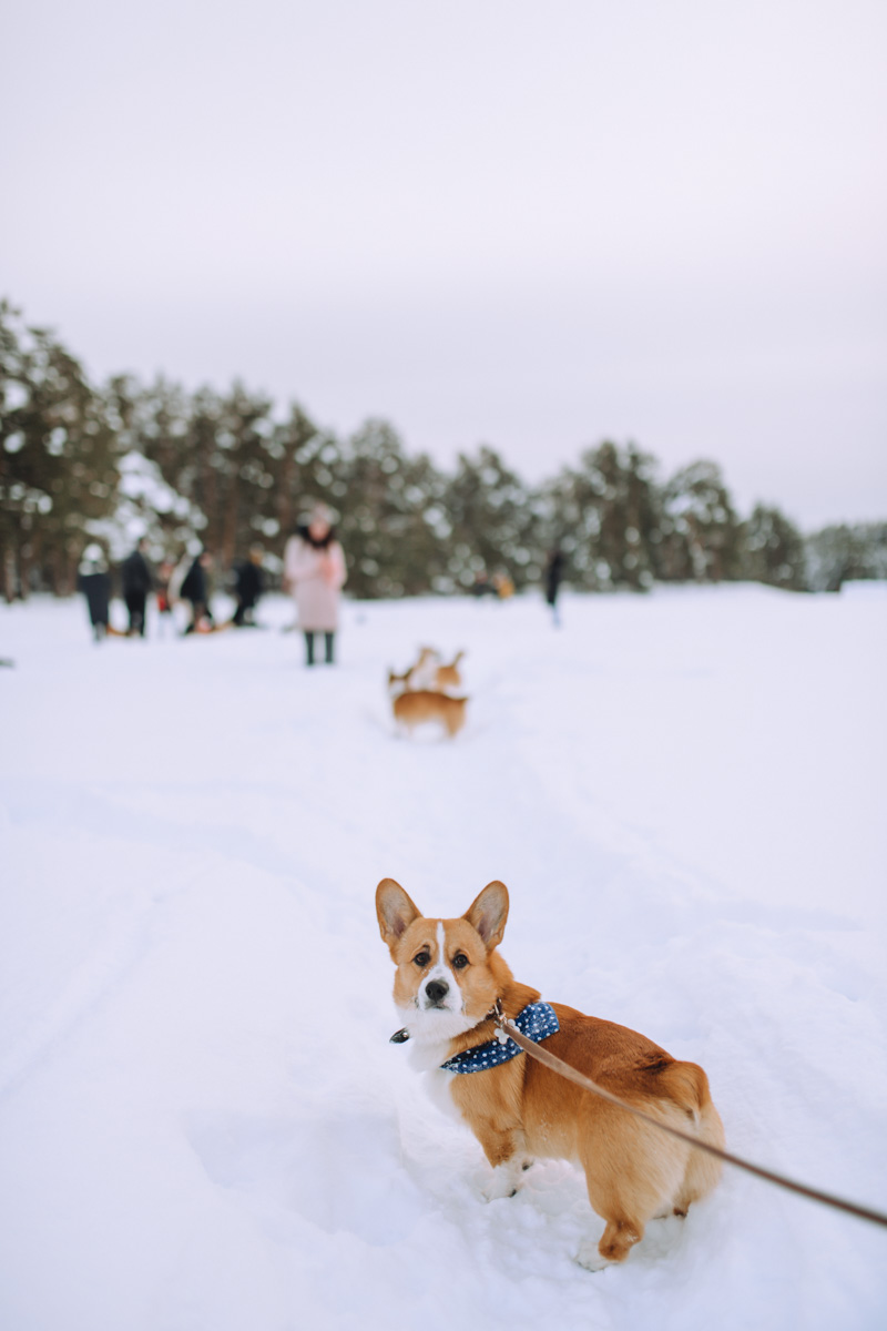 По техническим причинам (у маленьких собачек мерзнет пузико) коргитусы прервались до потепления, и вот организатор Татьяна Ванькина готова анонсировать два новых, необычных для города догфрендли-события. Вне зависимости от породы пушистые друзья вместе с хозяевами приглашаются на отдых в глэмпинге и догсвоп-пати!