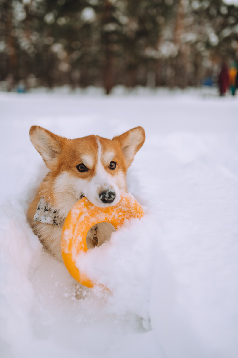 По техническим причинам (у маленьких собачек мерзнет пузико) коргитусы прервались до потепления, и вот организатор Татьяна Ванькина готова анонсировать два новых, необычных для города догфрендли-события. Вне зависимости от породы пушистые друзья вместе с хозяевами приглашаются на отдых в глэмпинге и догсвоп-пати!