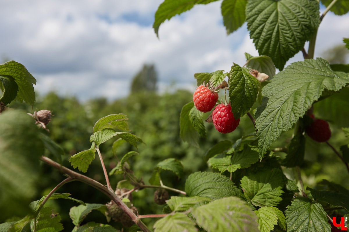Для тех, кто готов к битве за урожай, Горьковская железная дорога запускает дополнительные поезда для дачников.