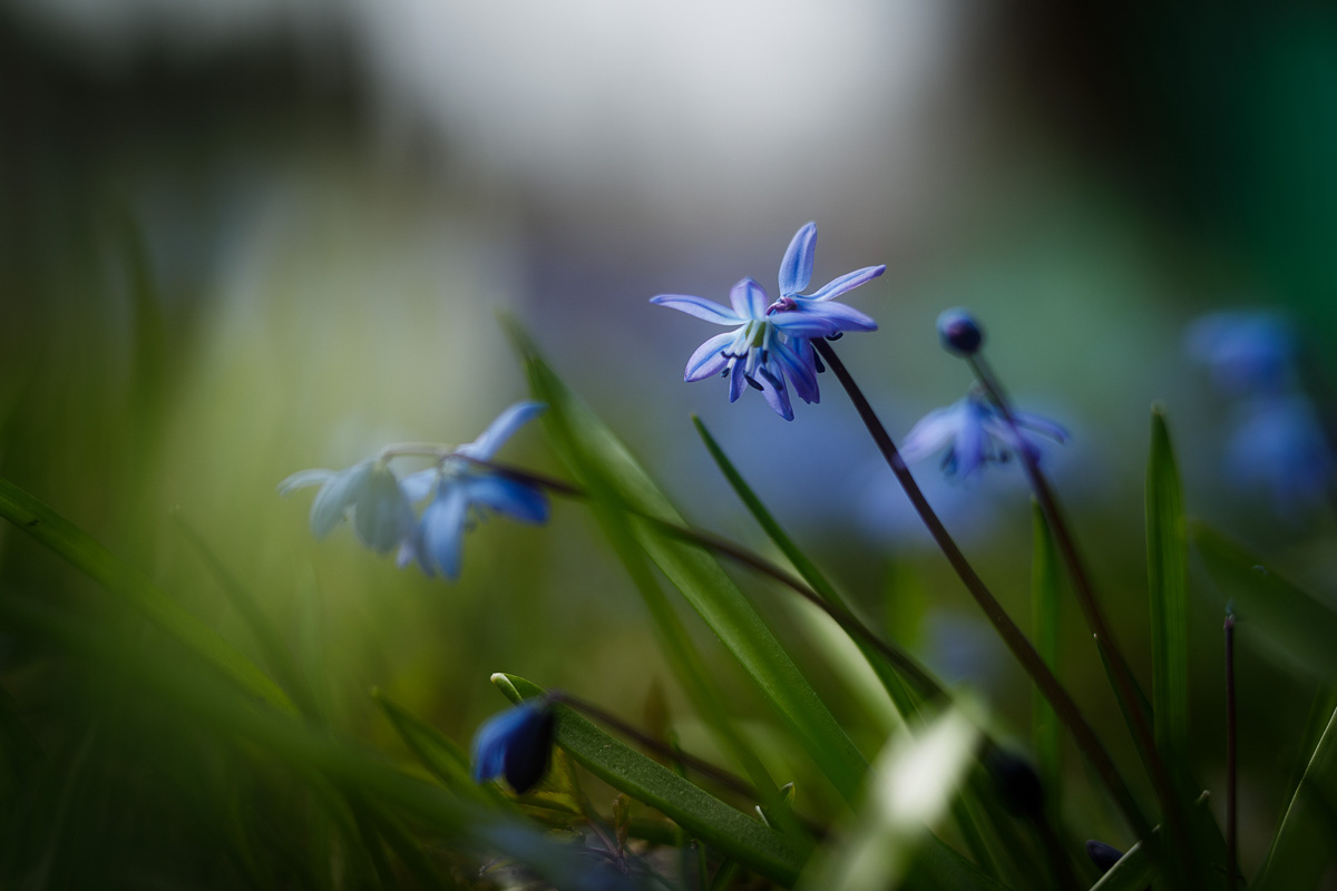 Фотографы области делятся городскими снимками, отражающими переменчивую сущность апреля. Здесь в лужах отражаются постройки, снег блестит на солнце, горожане бродят по улицам, а цветы пробивают себе дорогу, несмотря на заморозки.