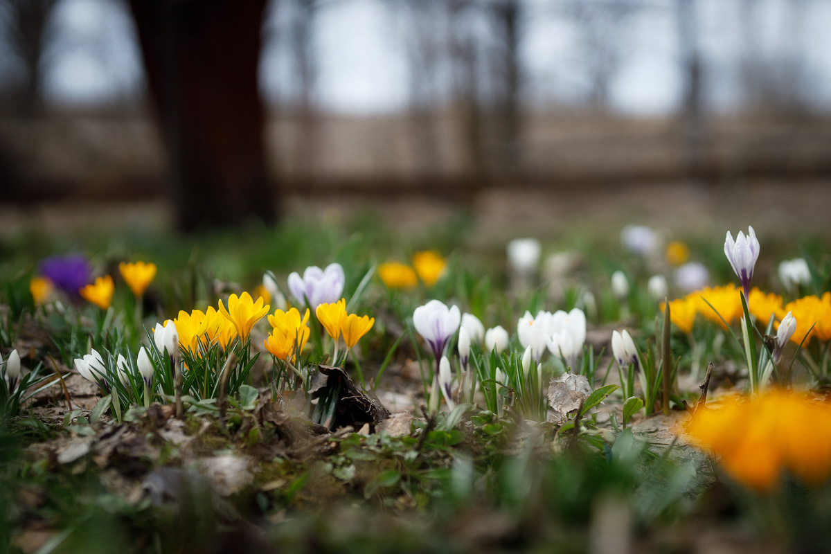 Фотографы области делятся городскими снимками, отражающими переменчивую сущность апреля. Здесь в лужах отражаются постройки, снег блестит на солнце, горожане бродят по улицам, а цветы пробивают себе дорогу, несмотря на заморозки.