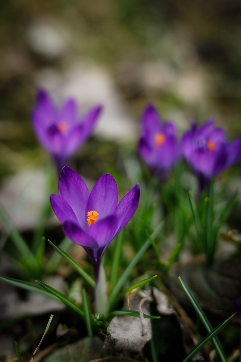 Фотографы области делятся городскими снимками, отражающими переменчивую сущность апреля. Здесь в лужах отражаются постройки, снег блестит на солнце, горожане бродят по улицам, а цветы пробивают себе дорогу, несмотря на заморозки.