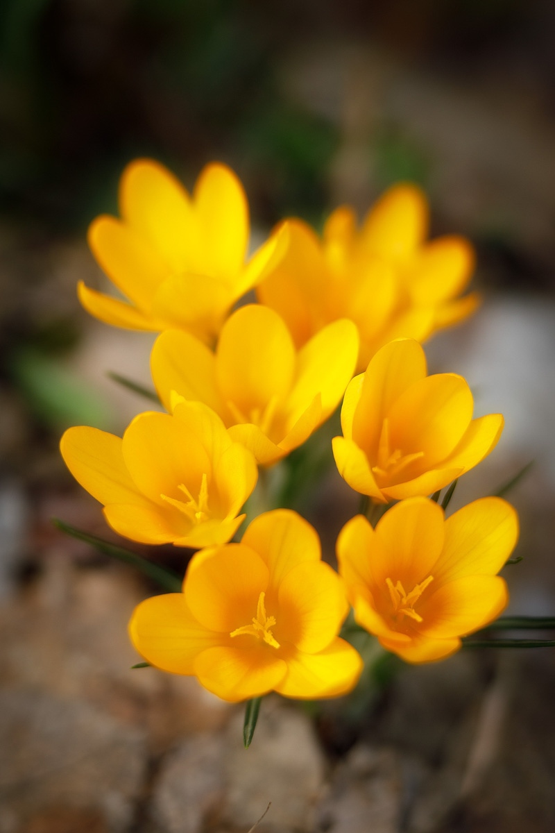 Фотографы области делятся городскими снимками, отражающими переменчивую сущность апреля. Здесь в лужах отражаются постройки, снег блестит на солнце, горожане бродят по улицам, а цветы пробивают себе дорогу, несмотря на заморозки.
